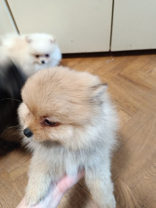 Померан мини момичета и момчета