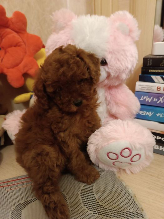 Щенки пуделя.клубные