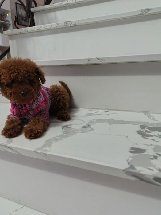 Pudel băiețel disponibil