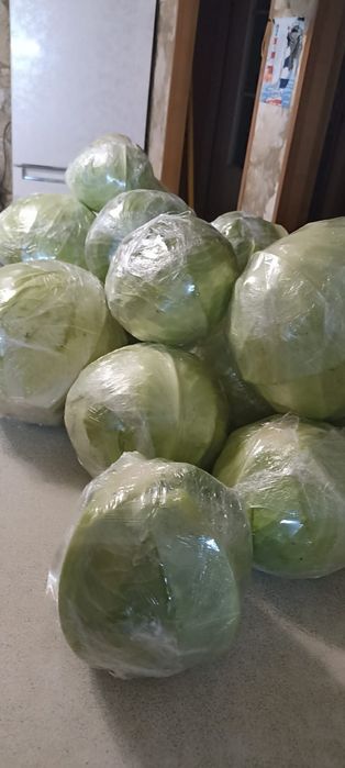 Капуста домашняя