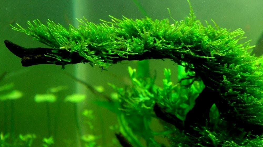 Аквариумный  яванский мох