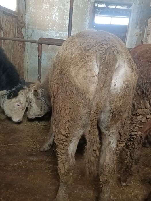 Откормда турган 5 бас бука сатылады