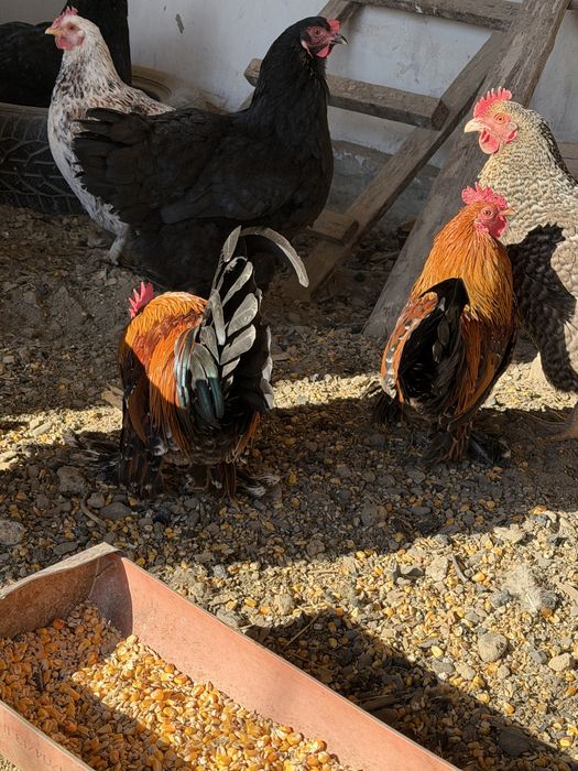 Cocosi mii de flori portelan