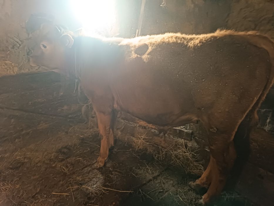 Откормленный бычок