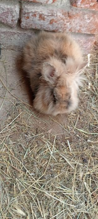 Vând iepurii de casă