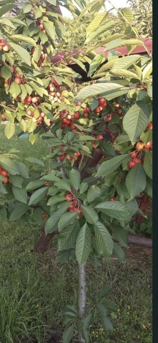 Livram RO Nuci Chandler Fernet Ciresi intensivi pe Gisella Visin Prun Meri Peri Cais Piersic  Alun Migdal  Mosmon Paulownia Aronia Coacaz  Nectarin