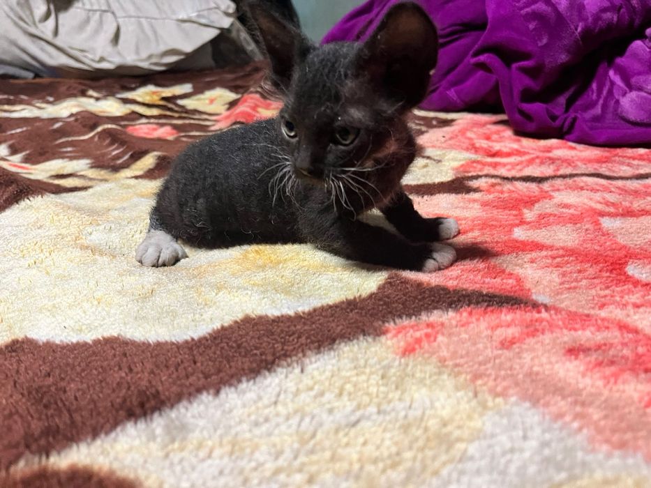 Продам   котят  цфинкс