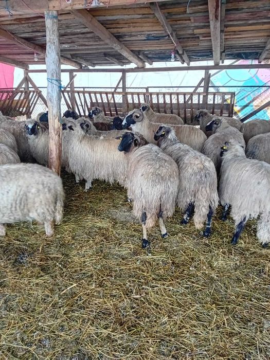 oi tinere de talie mare