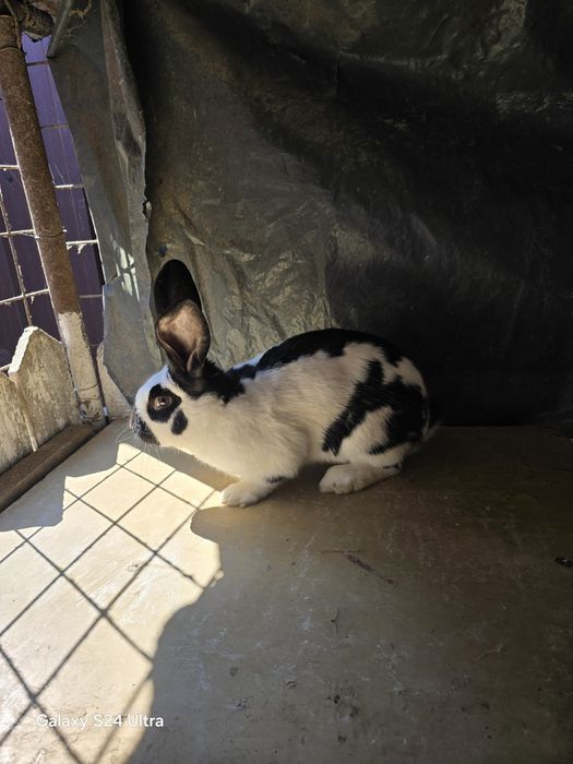 Iepuri din rasa fluture german