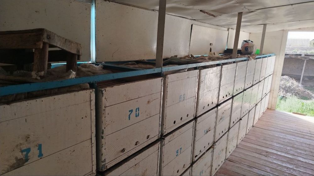 Асалари павильони. Пчело прицеп 88 уля