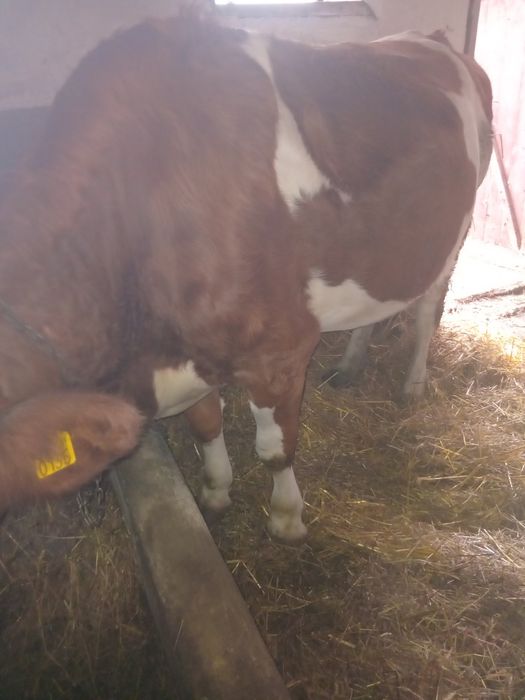 Vand 2 juninci si un vitel