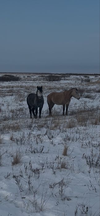 Айғыр сатамын немесе ауыстырамын