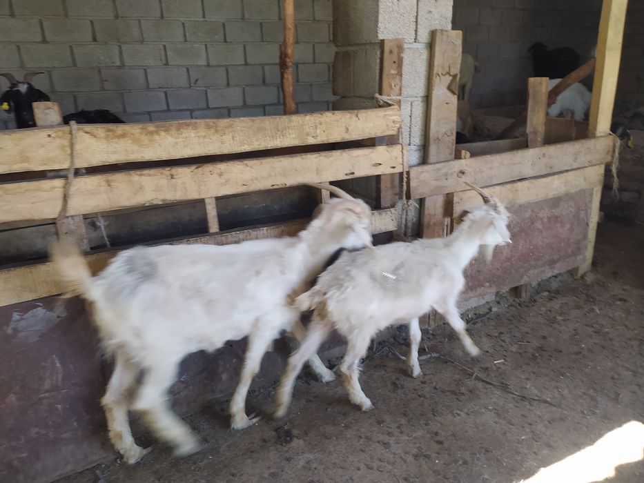 Бразилиялық әйелдер кискаларын қараңыз