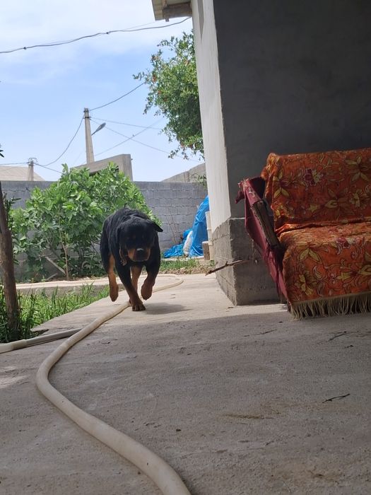 Toza qon itga garantyasi bor