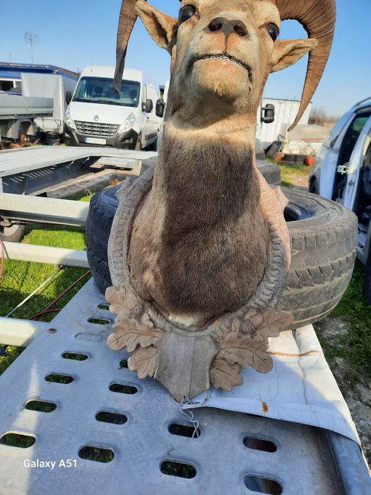 Трофей МУФЛОН...