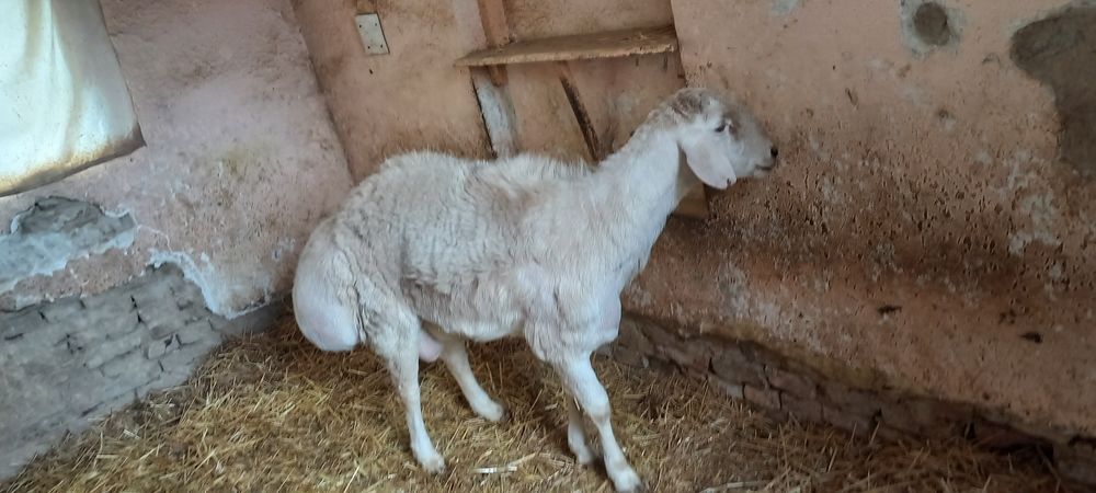 Авгон кучкори ок