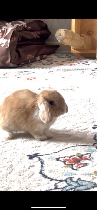 Декоративный кролик продается