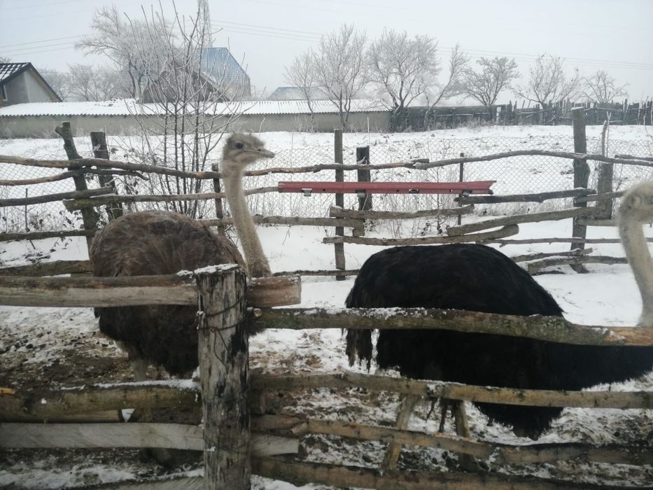 Vand struți africani