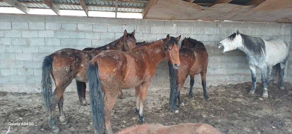 Семиз согым сатамын