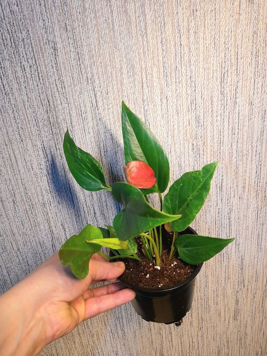 Продам Антуриумы,Диффенбахия Рефлектор