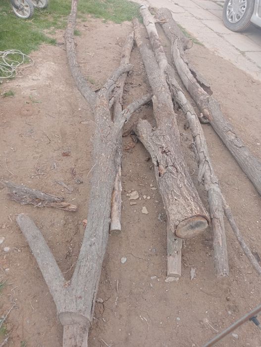 Отын бар!.Жемис агаштары