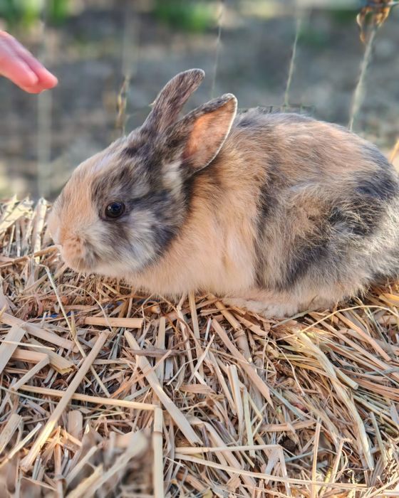 Vând iepurași, aproximativ 2 luni