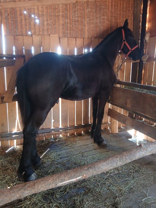 Vand manz frizian in mai face un an nu fac schimburi