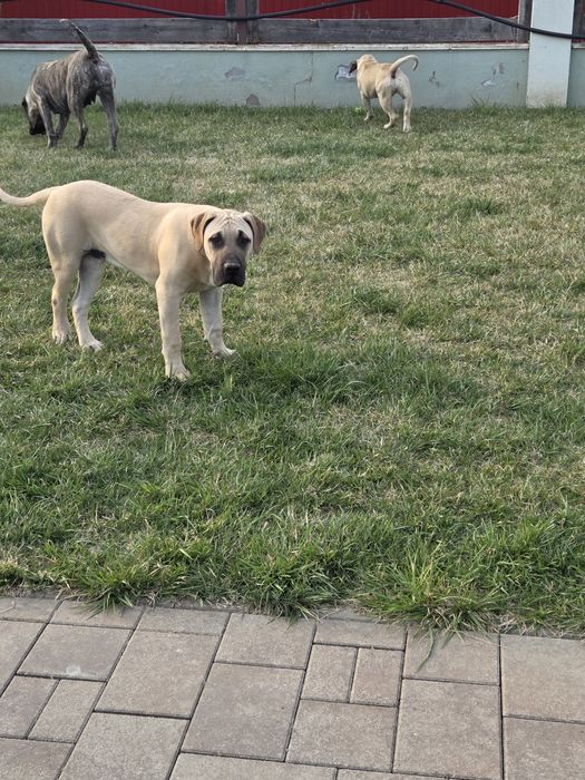 Presa Canario. Pedigree FCI. Părinți Campioni!