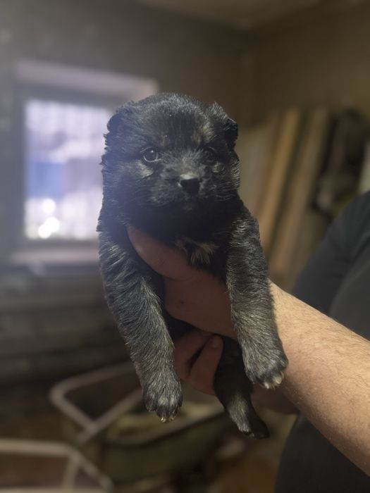 Щенки в добрые руки