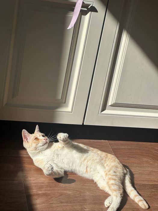 кошка бесплатно