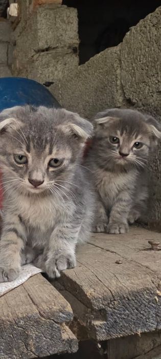 Продам британских вислоухих котят