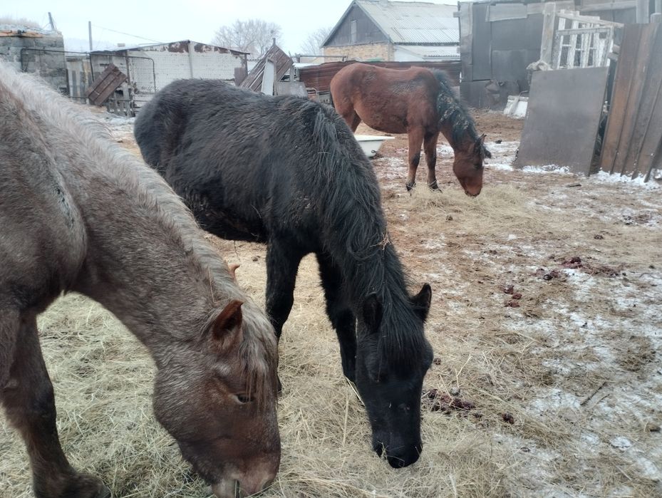 Продам жабагы мальчик