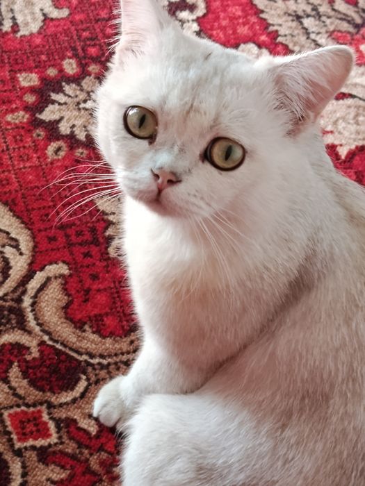 Продается кот шиншилла.