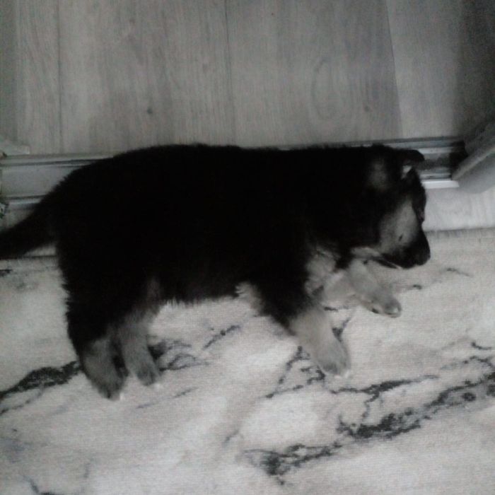 Отдам щенка в добрые руки