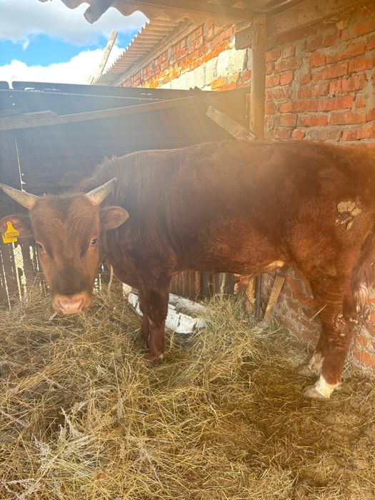 Бычок  возвраст 1 год 3 месеца