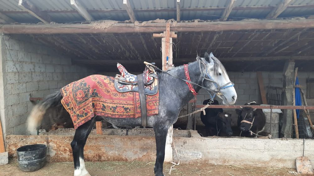 Продажа жеребца.