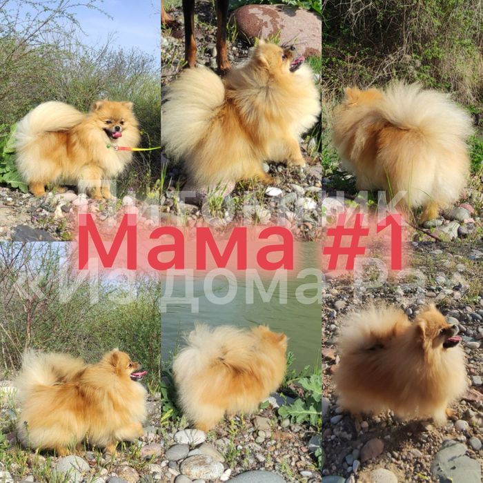 Померанский шпиц (миники)