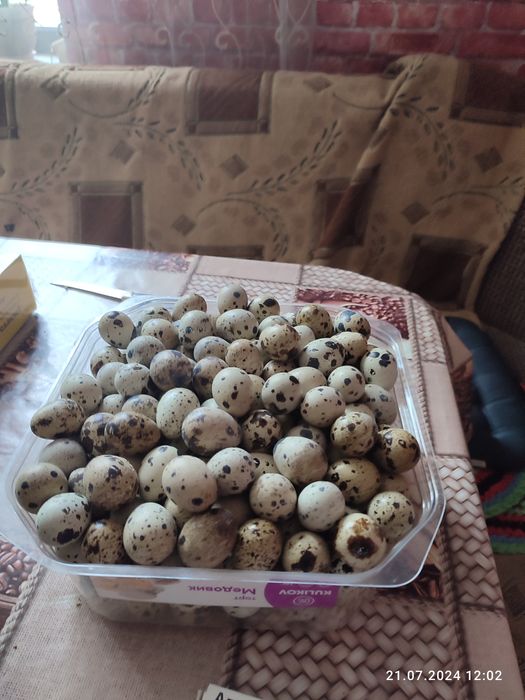 Продам перепелинные яйца
