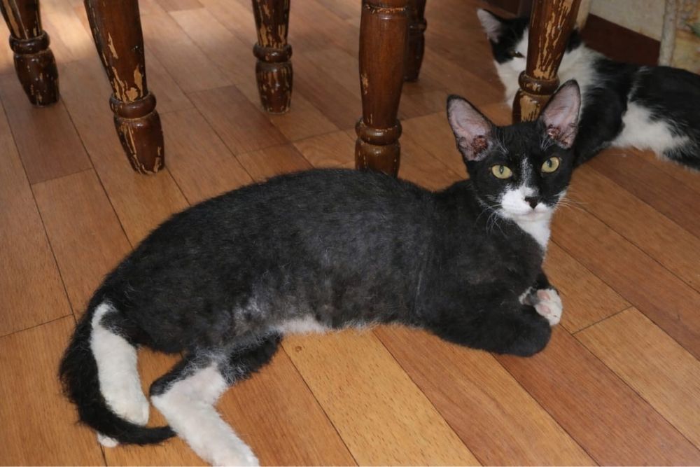 Кот в добрые руки