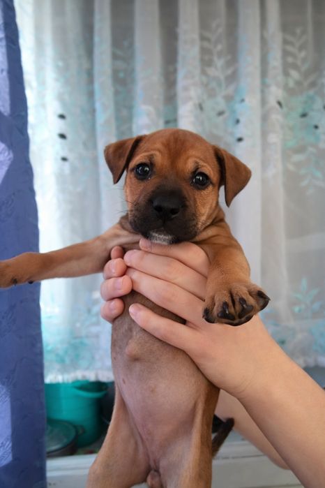 Продаются щенки Американского стаффордширского терьера