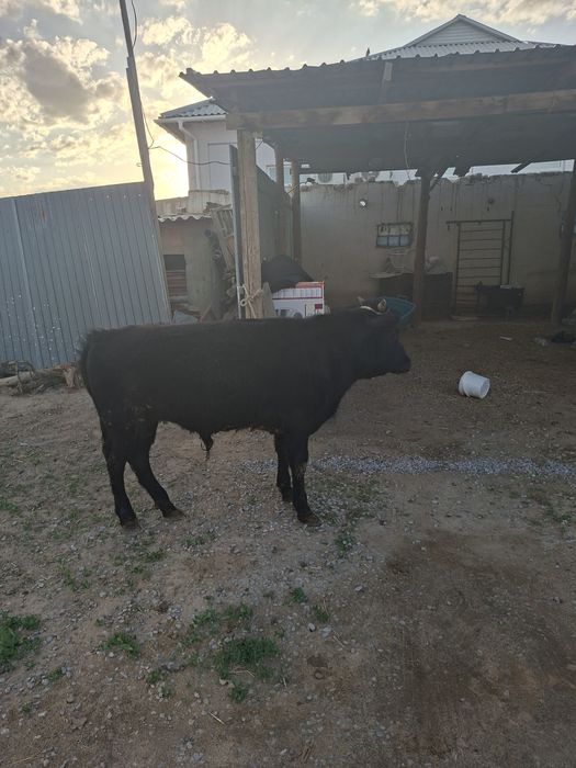 1 жасар баспак еркек