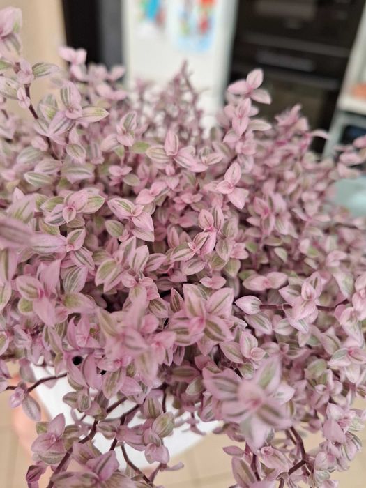 Каллизия розовая пантера