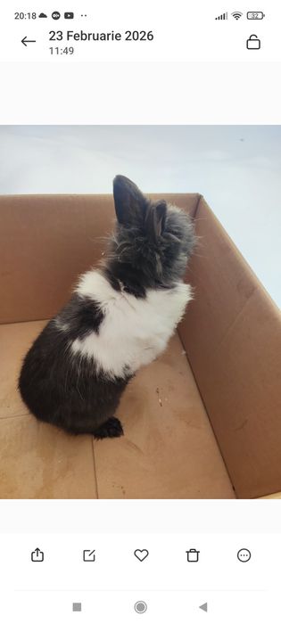 Iepure cap de leu mascul  de 7 luni