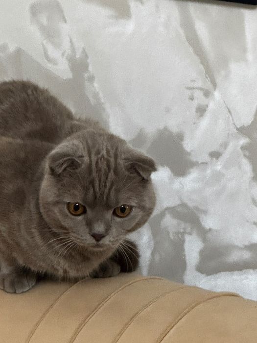 Британский кот мальчик