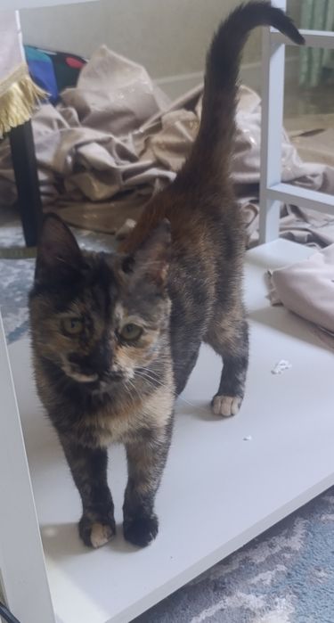 Марғау. тегін. Котенок бесплатно