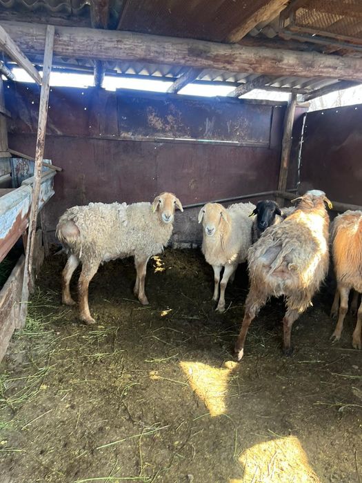 Сатылады 12 бас сек койлар