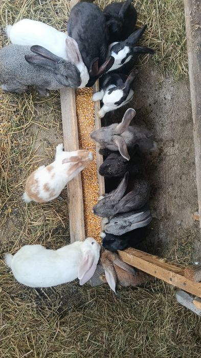 Iepuri de vânzare rasa uriaș german/belgian/fluture francez janet/ hycole fac si schimb