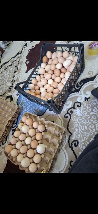 Яйцо домашний кора товулани тухумлари желток кип кизил мазаси Зур