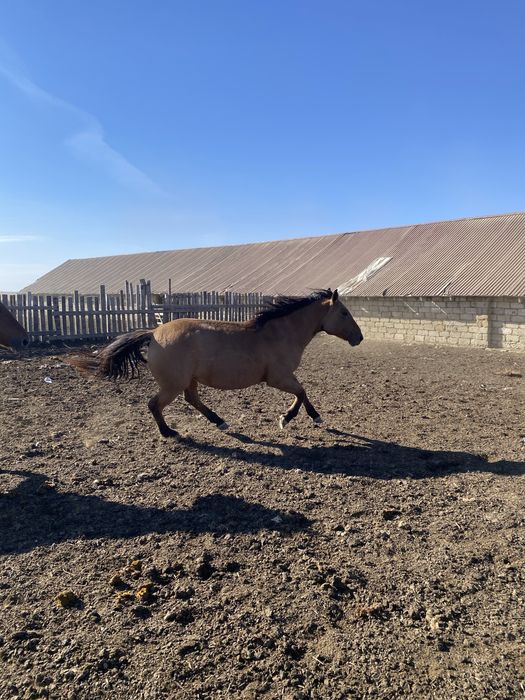 Мұғалжар құла бие сатылады 6 жасар