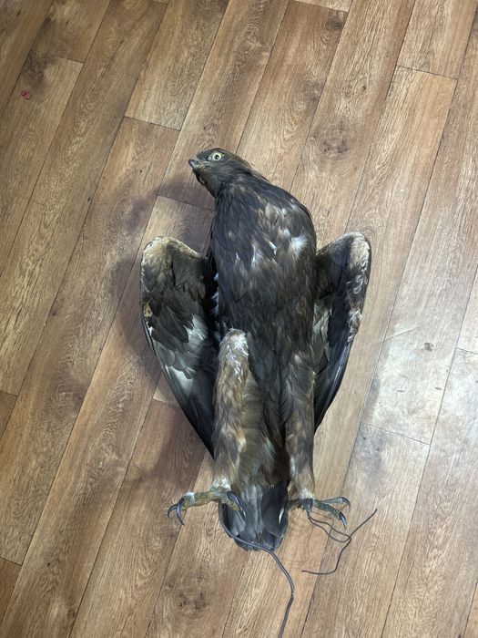 Чучело Беркута (Aquila chrysaetos)